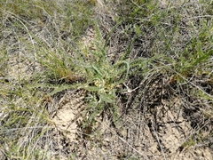 Astragalus buchtormensis
