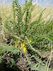 Astragalus buchtormensis