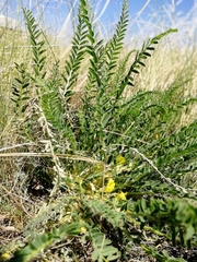 Astragalus buchtormensis