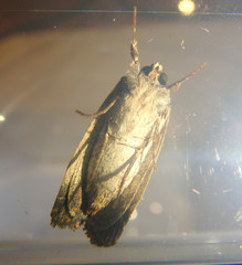 Proteuxoa tortisigna