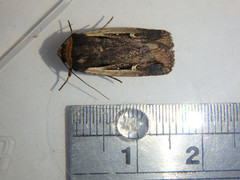Proteuxoa tortisigna