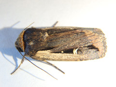 Proteuxoa tortisigna