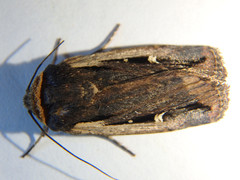 Proteuxoa tortisigna