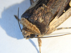 Proteuxoa tortisigna