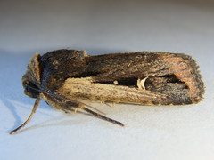 Proteuxoa tortisigna