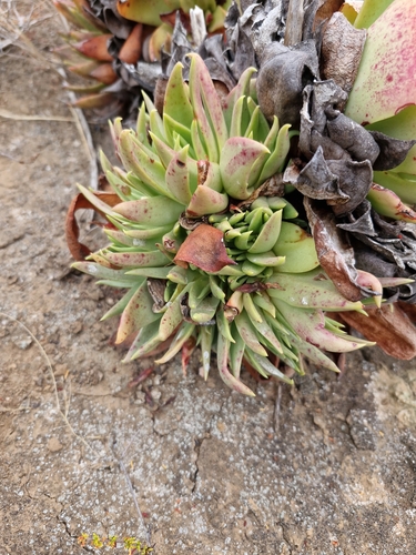 Giant liveforever (Dudleya ingens)