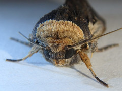 Proteuxoa tortisigna