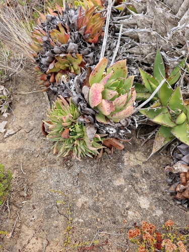 Image of Dudleya ingens by (c) Diego Maldonado de la Torre, some rights reserved (CC BY)