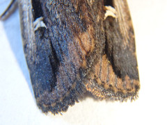 Proteuxoa tortisigna