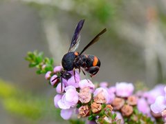 Leucospis