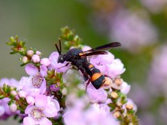 Leucospis