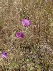 Clarkia cylindrica