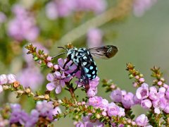Thyreus caeruleopunctatus