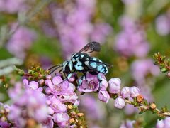 Thyreus caeruleopunctatus