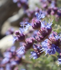 Salvia dorrii var. dorrii