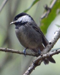 Poecile sclateri