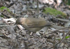 Turdus assimilis
