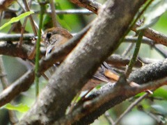 Catharus occidentalis