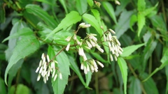 Eupatorium tashiroi