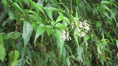 Eupatorium tashiroi