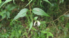 Eupatorium tashiroi