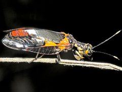 Calomantispa venusta