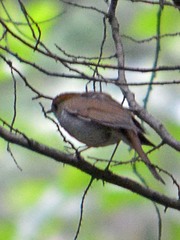 Catharus occidentalis