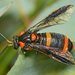 Bottlebrush Sawfly - Photo (c) Ken Walker, some rights reserved (CC BY-NC-SA), uploaded by Ken Walker