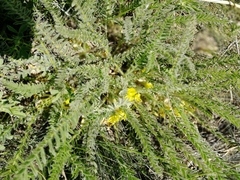 Astragalus buchtormensis