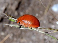 Paropsis augusta