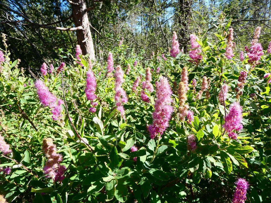 Rose Spirea from Klamath County, OR, USA on July 3, 2024 at 04:30 PM by ...