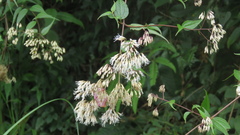 Eupatorium tashiroi