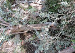 Trichaulax philipsii