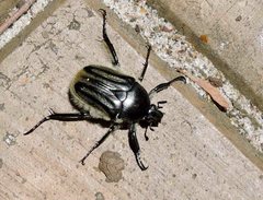 Trichaulax philipsii