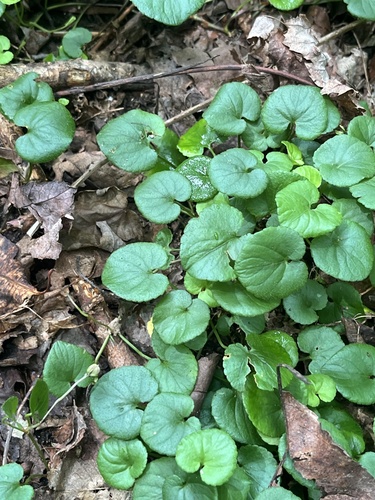 Appalachian violet (Viola appalachiensis)