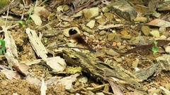 Psolodesmus mandarinus