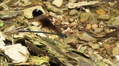 Psolodesmus mandarinus