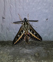 Hyles lineata