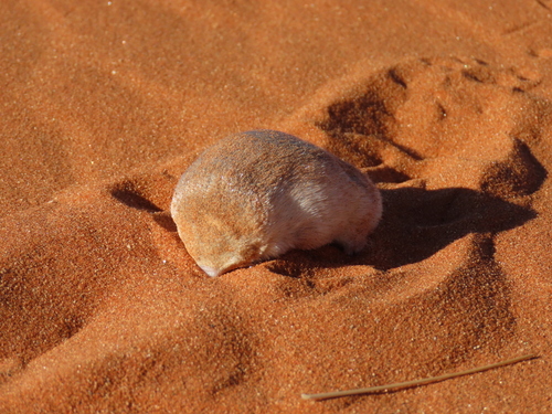 Grant's Golden Mole