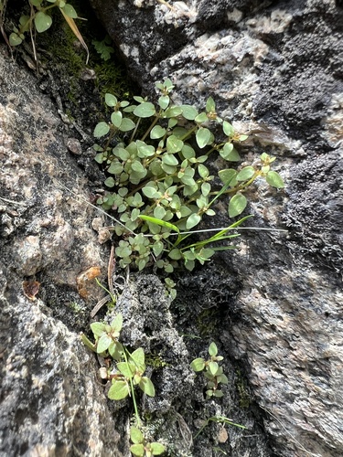 Rocky Mountain monkeyflower (Erythranthe gemmipara)
