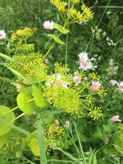 Smyrnium perfoliatum rotundifolium