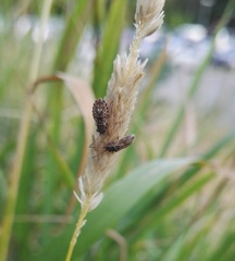 Nithecus jacobaeae