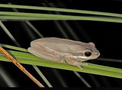 Litoria fallax