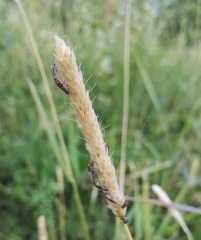 Nithecus jacobaeae