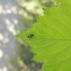 Closterotomus biclavatus