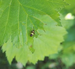 Closterotomus biclavatus