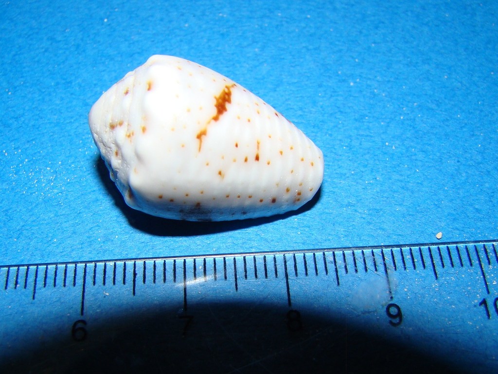 coronated cone