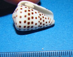 Conus eburneus