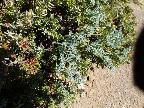 Image of Lomatium cuspidatum by (c) John Brew, some rights reserved (CC BY)