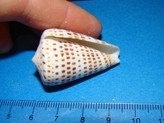 Conus eburneus